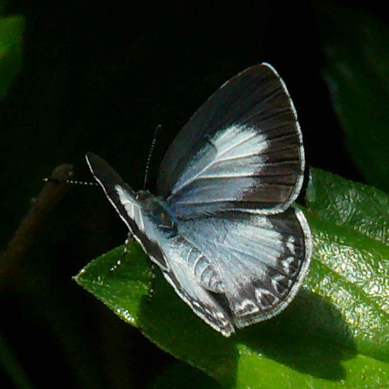Acytolepsis puspa myla Acytolepsis puspa myla